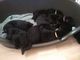 2 negro Kc registro Labrador cachorros izquierda - Foto 1