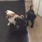 3/4 cachorros de pug en venta