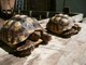 6 pares de sulcata y aldabra tortugas para una buena casa tengo 6