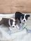 Adorable boston terrier cachorros para adopción..