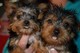 Adorable Yorkies cachorros para Rehoming para su adopción - Foto 1