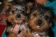 Adorable yorkies cachorros para rehoming para su adopción