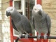 African grey parrot