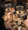 Amoroso Cachorros Yorkie de la taza de té - Foto 1