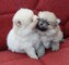 Beautiful teacup pomeranian cachorros