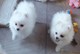 Blanco pomeranian cachorros disponibles