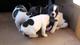 Bonitos cachorros de bulldog frances para la adopcion - Foto 1