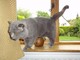 British Shorthair masculino y femenino para el contacto de la ado - Foto 1