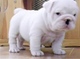 Bulldog ingles venta