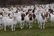 Cabras vivas del boer para la venta en el buen precio - Foto 1