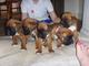 Cachorritos de boxer nacionales. tienen