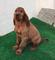 Cachorro macho de setter irlandes con pedigri