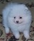 Cachorro perfecto de Pomerania para la adopción - Foto 1