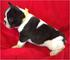 Cachorros Bulldog frances toy regalo - Foto 1