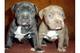 Cachorros cruze american stanford y pitbull