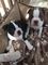Cachorros de Boston terrier de pura raza busca un hogar - Foto 1