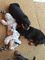 Cachorros de Rottweiler - Foto 1