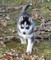 Cachorros de Siberian Husky para ADOPTION - Foto 1
