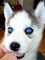 Cachorros husky siberiano macho y hembras necesitan un.. - Foto 1