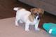 Cachorros jack russell para su adopcion libre