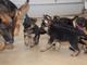 Cachorros Pastor Aleman en adopcion libre - Foto 1