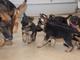 Cachorros pastor aleman en adopcion libre