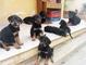 Cachorros Rottweiler criados en casa - Foto 1