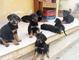 Cachorros rottweiler criados en casa