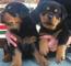 Cachorros Rottweiler disponible - Foto 1