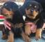 Cachorros rottweiler disponible