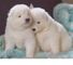 Cachorros samoyedo macho y hembra