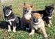 Cachorros Shiba Inu disponible - Foto 1