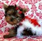 Cachorros teacup yorkie para la adopción libre - Foto 1