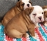 Calidad inglés bulldog cachorros para la venta