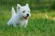 Camada de west highland white terrier (westy)