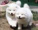 Camada samoyedo con garantias y padres con pedigree