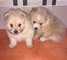 Dulce de té pomeranian cachorros disponibles - Foto 1