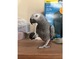 El loro gris africano ahora disponible - Foto 3