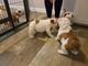 Encantadores cachorros de bulldog inglés masculino y femenino lis - Foto 1