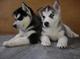 Entrenados y adorables cachorros husky siberiano para regalo