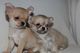 Estos 3 hermosos cachorros Chihuahua están disponibles - Foto 1