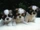 Familia ried de calidad rasied shih tzu