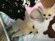 Fennec fox - Foto 1