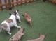 French bull dog puppies para la venta - Foto 1