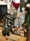 Gatos británicos hermosos del tabby de la plata del pelo corto, - Foto 1
