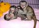 Gratis así bonitos monos capuchinos bebé capacitado