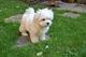 Gratis Cachorros Bichon Maltes Para Adopcion - Foto 1