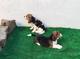 Gratis cachorros de beagle con pedigri de color tricolor y bico
