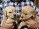 Gratis Cachorros Golden Retriever - Foto 1