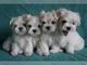 Gratis EXCELENTES BICHON MALTES - Foto 1